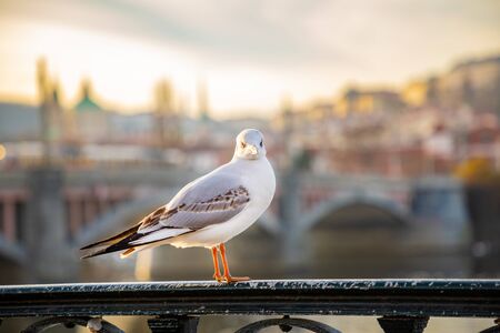 Seagull chiling among Prague castle, sunset sky and river Vltava in Prague in Czech republicの写真素材