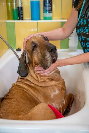A dog breed fila brasileiro taking a shower with soap and water in saloonの写真素材