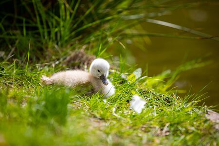 Beautiful little white swan chicks near water in Prague park, Czech republicの写真素材