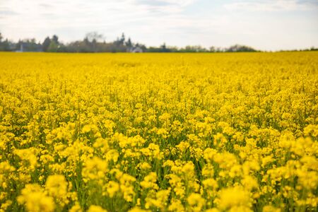 Rapeseed field with blue sky and clouds in summer dayの写真素材