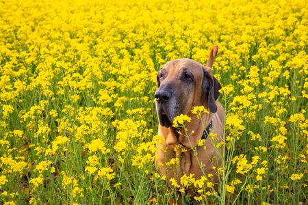 Big dog of fila brasileiro breed in rapeseed field in summer dayの写真素材