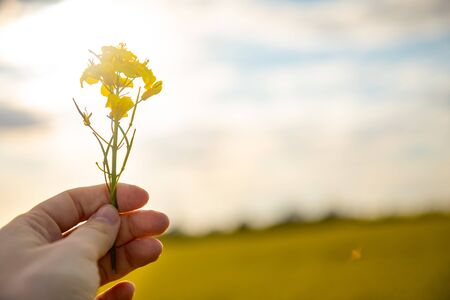 Rapeseed field and hand with flower on blue sky and clouds background in summer