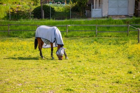 Beautiful countryside view with a horse animal in farm in deep countryside small town, Czech Republicの写真素材