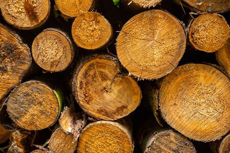 Wooden natural sawn logs as background, a lot of sawn tree, texture