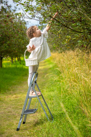 Pretty girl picks a cherry from a tree in cherry garden in Czech republicの写真素材