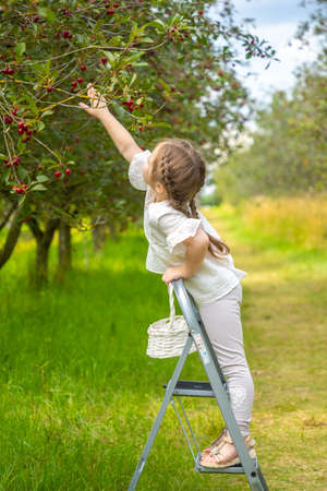 Pretty girl picks a cherry from a tree in cherry garden in Czech republicの写真素材