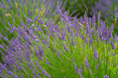 Lavender flower blooming scented fields as nature background in Czech republicの写真素材