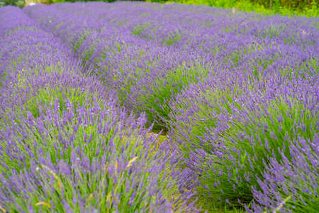 Lavender flower blooming scented fields as nature background in Czech republicの写真素材