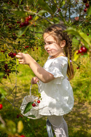 Pretty girl picks a cherry from a tree in cherry garden in Czech republicの写真素材