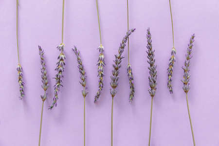 Lavender pattern. Purple flowers viewed from above on a violet background. Top viewの写真素材