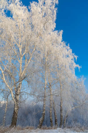 Birch trees are covered with hoarfrost and snow against a blue sky. Winter frosty landscape in Siberia, Russiaの写真素材