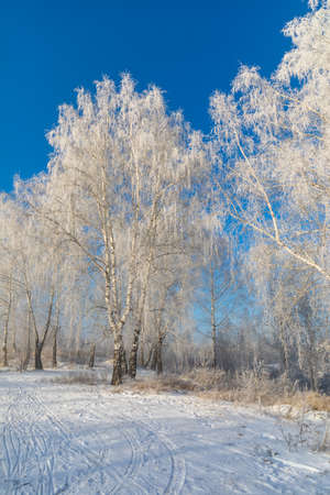 Birch trees are covered with hoarfrost and snow against a blue sky. Winter frosty landscape in Siberia, Russiaの写真素材