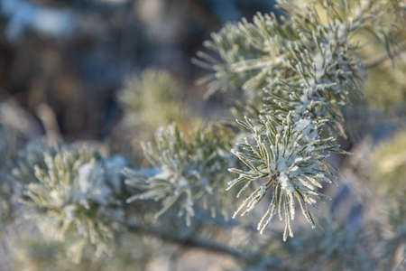 Pine branches covered with hoarfrost in winter during sunrise in Siberia, Russiaの写真素材