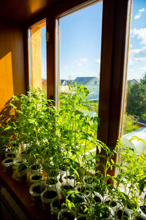 Young green seedling sprouts in seedling tray near the window. Planting seeds growing in small pots....