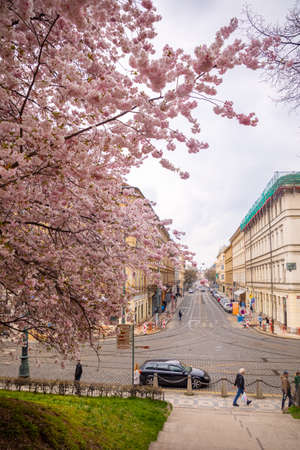 Prague, Czech republic - 18.04.2021: Spring pink cherry blossom on tree branches. Historic buildings in old town of Prague city, Czech Republicのeditorial素材
