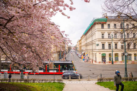 Prague, Czech republic - 18.04.2021: Spring pink cherry blossom on tree branches. Historic buildings...