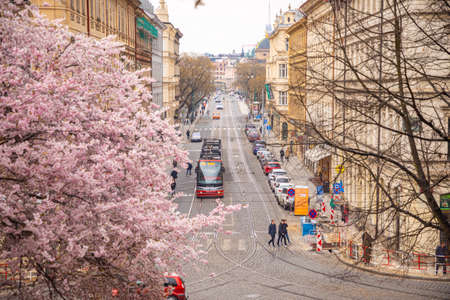 Prague, Czech republic - 18.04.2021: Spring pink cherry blossom on tree branches. Historic buildings in old town of Prague city, Czech Republicのeditorial素材