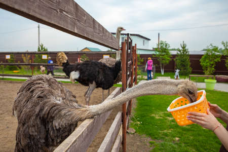 Kemerovo, Russia - 16.05.2021: Feeding of Farm ostrich in a private contact zoo - ostrich ranch in Kemerovo, Russiaのeditorial素材