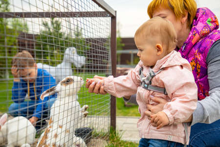 Kemerovo, Russia - 16.05.2021: Feeding of farm animals in a private contact zoo - ostrich ranch in Kemerovo, Russiaのeditorial素材