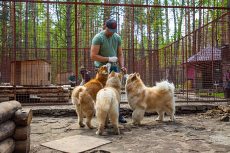 Kemerovo, Russia - 14.05.2021: Purebred husky in an open-air cage at a private dog farm Haskiland near Kemerovo, Russiaのeditorial素材