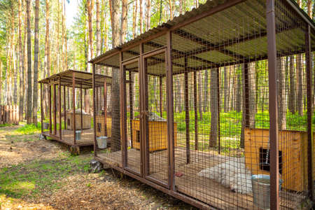 Kemerovo, Russia - 14.05.2021: Purebred husky in an open-air cage at a private dog farm Haskiland near Kemerovo, Russiaのeditorial素材