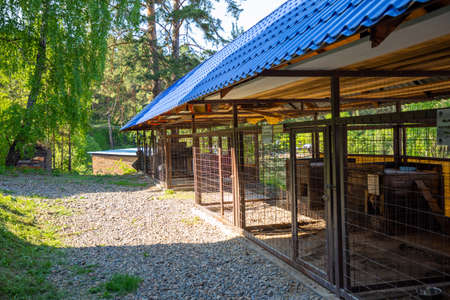 Homeless dog in cage at the animal shelter, Russiaの写真素材