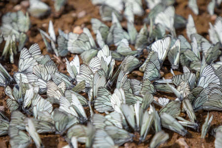 Group of Black-veined white butterfly or Aporia crataegi, Siberia, Russiaの写真素材