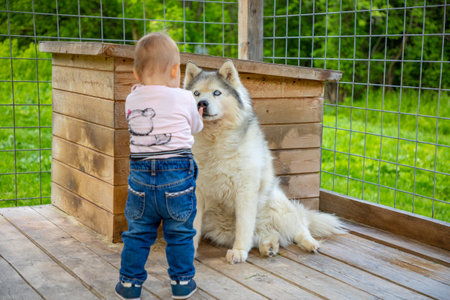Child playing with Husky dog puppies in Finland in Lapland in winter.の写真素材