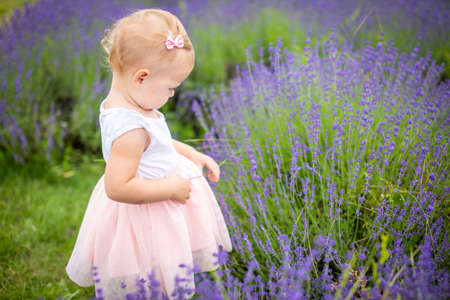 Smiling baby girl in pink dress in a lavender field, Czech republicの写真素材