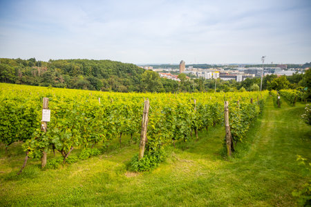 Wine Vineyards. Young wine bushes of grape plantation in Prague city, Czech republicの写真素材