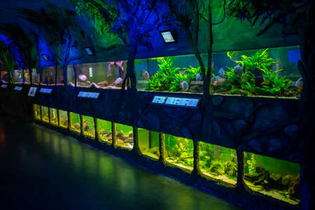 Prague, Czech Republic - January 2, 2022: Beautiful aquarium with different types of fish and corals in the neon light in Prague, Czech republicのeditorial素材