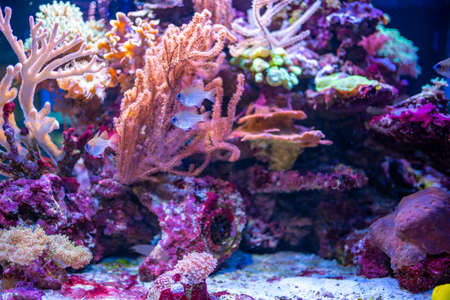 Beautiful aquarium with different types of fish and corals in the neon light in Prague, Czech republicの写真素材