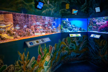 Prague, Czech Republic - January 2, 2022: Beautiful aquarium with different types of fish and corals in the neon light in Prague, Czech republicのeditorial素材