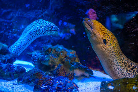 Beautiful aquarium with different types of moray and corals in the neon light in Prague, Czech...