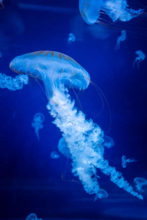 Beautiful jellyfish in the neon light in aquarium, nature backgroundの写真素材
