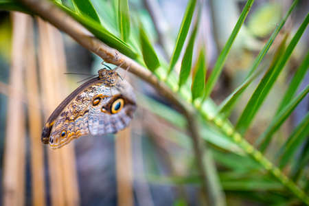 Close up view of large tropical butterflyの写真素材