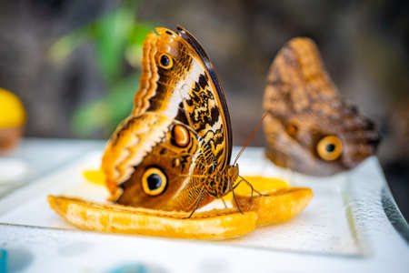 Close up view of large tropical butterflyの写真素材