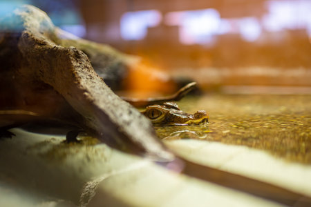 Crocodilles in the crocodille zoo in Prague, Czech Republicの写真素材