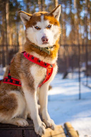 Portrait of gorgeous, cute and happy Siberian Husky dog standing in dog farm near Kemerovo, Siberia, Russiaの写真素材