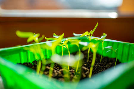 Small tomato seedlings in pots on the windowsill by the window. Close-up. Selective focus. Background.の写真素材