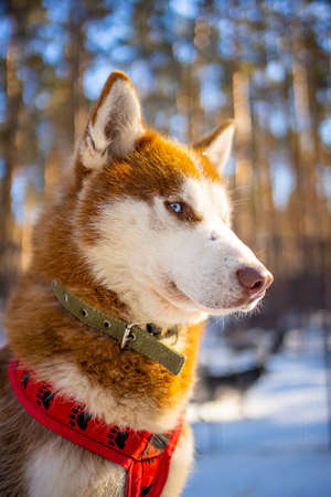 Portrait of gorgeous, cute and happy Siberian Husky dog standing in dog farm near Kemerovo, Siberia, Russiaの写真素材