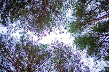 Siberian pine forest near Kemerovo, Siberia, Russiaの写真素材