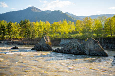 Remarkable natural objects - dragon teeth - in Katun river of Altai mountains with beautiful taiga...