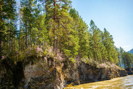 Manzherok rapids in the Altai Mountains. Maralnik bush on the bank of the Katun River, Siberia,...