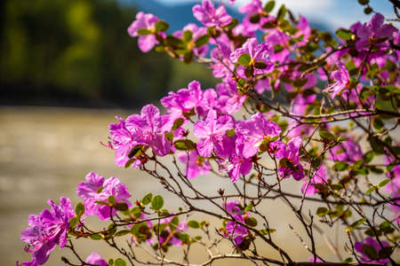 Manzherok rapids in the Altai Mountains. Maralnik bush on the bank of the Katun River, Siberia, Russiaの写真素材