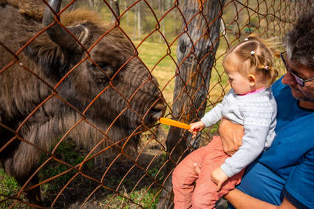 Bison face under fencing paddock. Altai Breeding bison place. The feeding place in bison nursery, Siberia, Altai , Russia.の写真素材