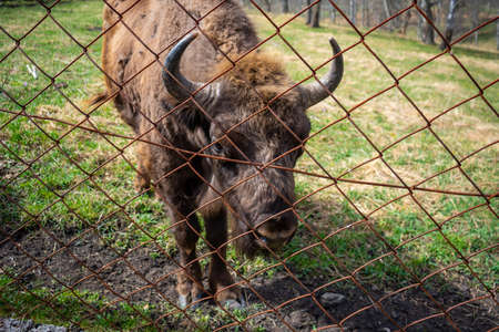 Bison face under fencing paddock. Altai Breeding bison place. The feeding place in bison nursery, Siberia, Altai , Russia.の写真素材