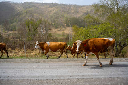 A herd of cows is walking along the road in front of the car in Altai, Russiaの写真素材