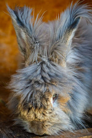 Close up view of gray rabbit in the paddock of farm in Altai, Russiaの写真素材
