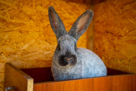 Close up view of gray rabbit in the paddock of farm in Altai, Russiaの写真素材